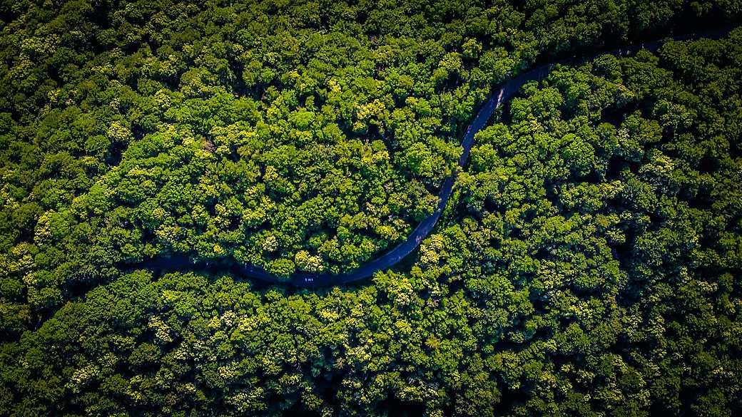 Aerial of Jozani forest